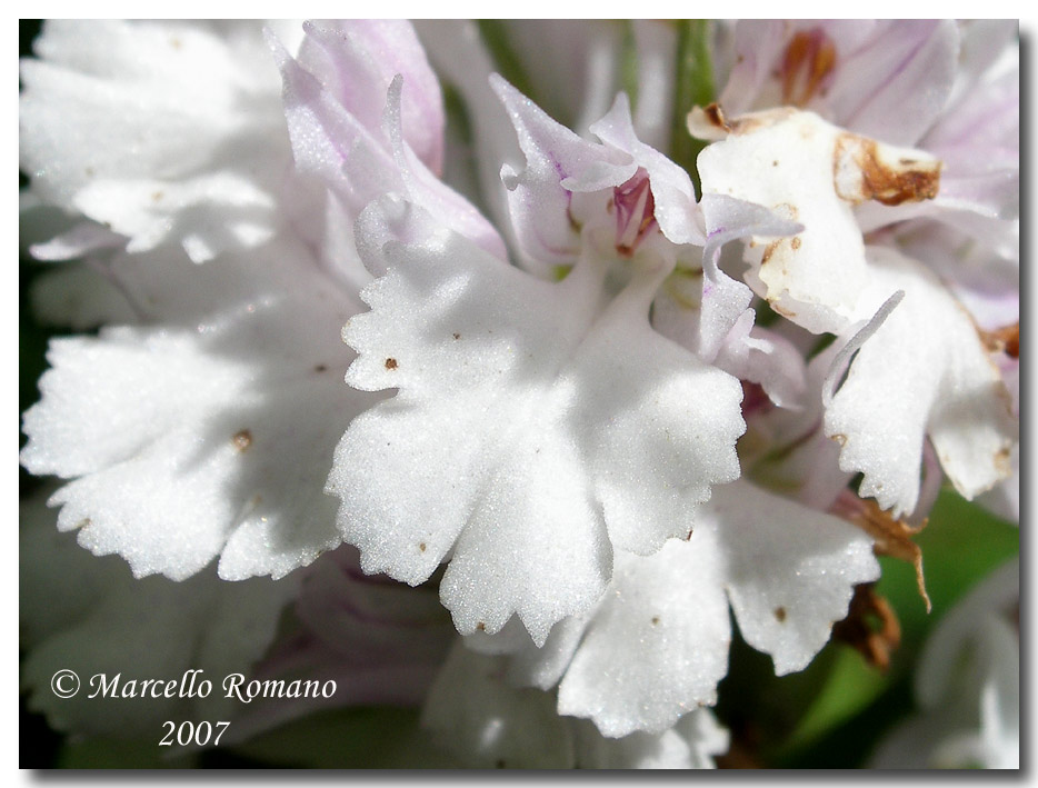 Neotinea tridentata (apocromia di ...)